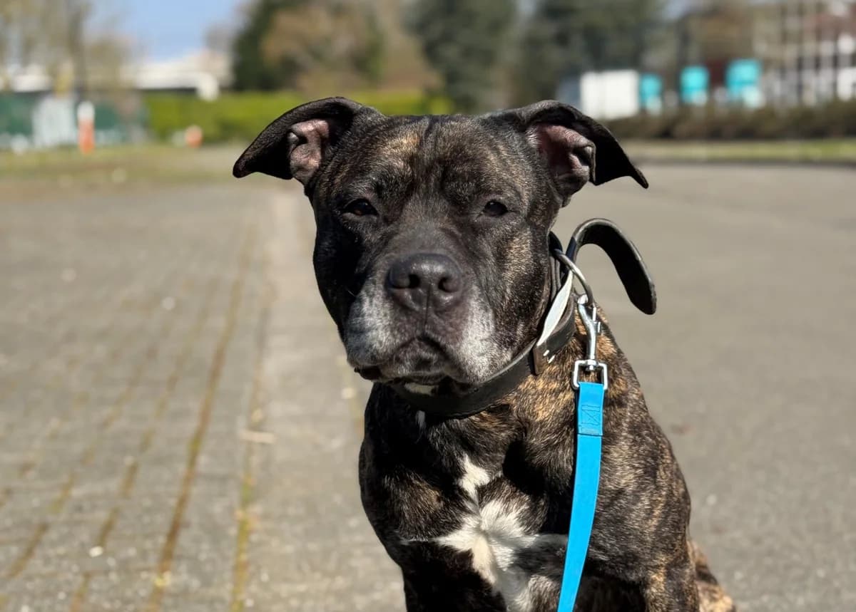 RICO, male 5yo American Staffordshire Terrier for adoption at Help Animals, Brussels