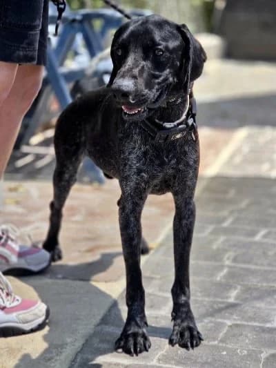 Snickers 23822 photo 5