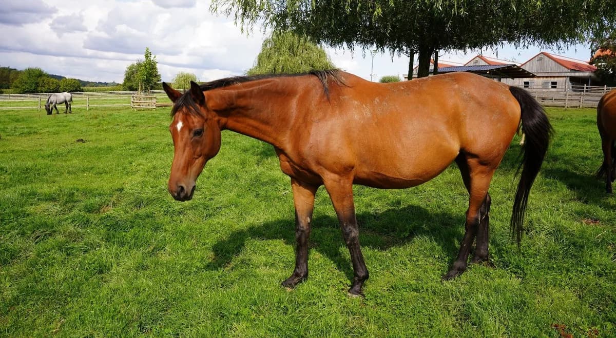 MISS BELGIQUE, female senior mixed breed for adoption at Help Animals, Brussels