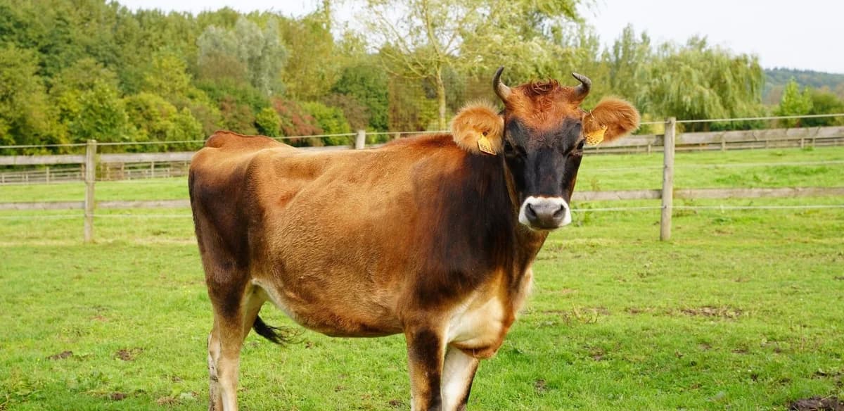 PATRICIA, female 3yo mixed breed for adoption at Help Animals, Brussels