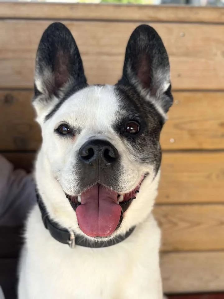 Simba, male 5yo French Bulldog for adoption at SRPA Veeweyde Brussels, Brussels