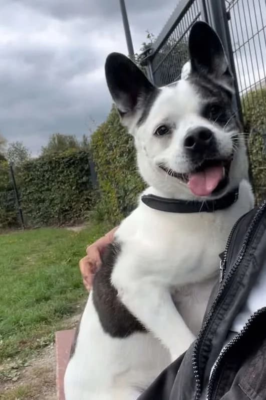 Simba, male 5yo French Bulldog for adoption at SRPA Veeweyde Brussels, Brussels