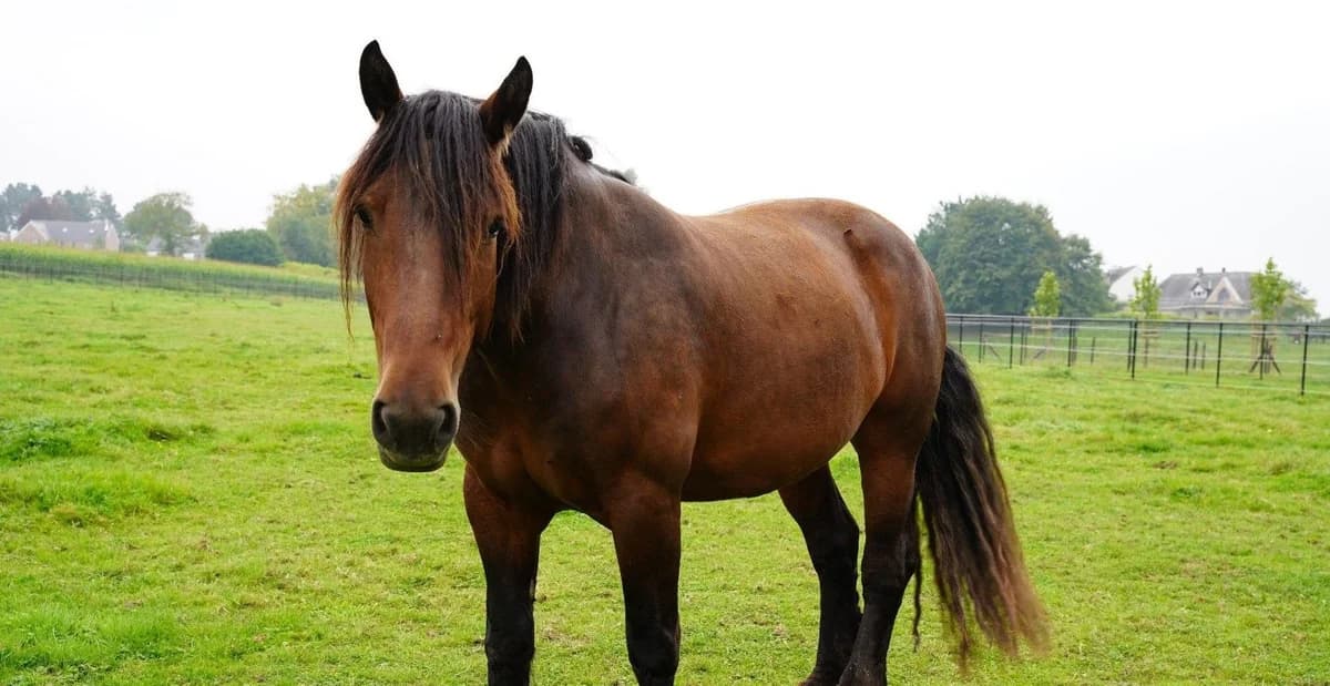 TURBULENCE, female 5yo mixed breed for adoption at Help Animals, Brussels
