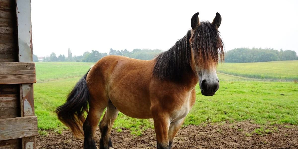 KILEBO, male 4yo mixed breed for adoption at Help Animals, Brussels