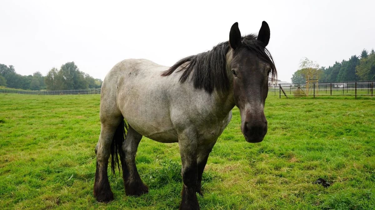 GODZILLA, male 4yo mixed breed for adoption at Help Animals, Brussels