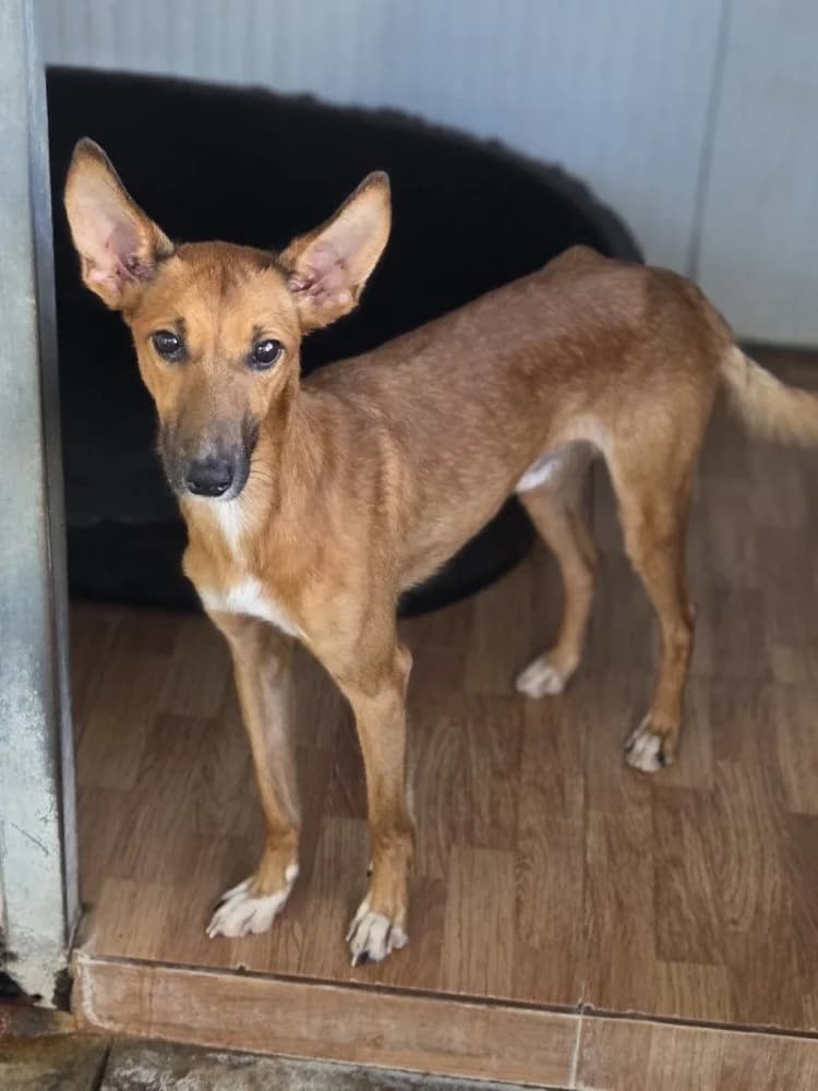 QUINTEN 24180 photo 4