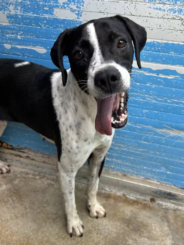 SORAYA 24193 photo 3