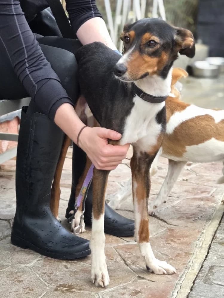 PANINI 24245 photo 2