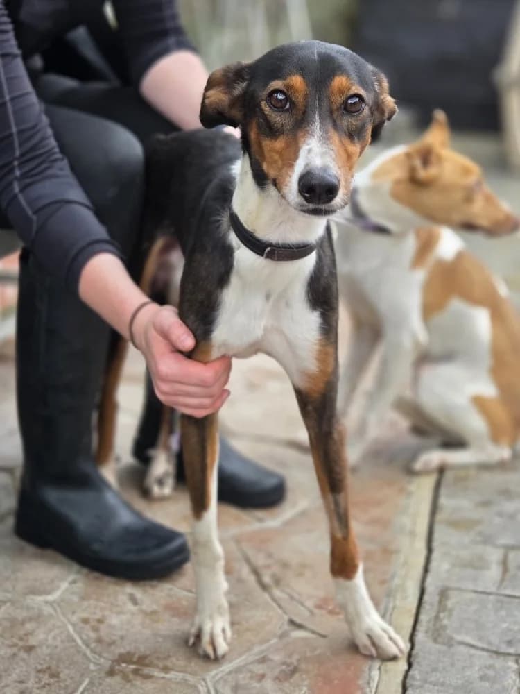 PANINI 24245 photo 3