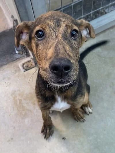 RONALDINHO 24268 photo 6