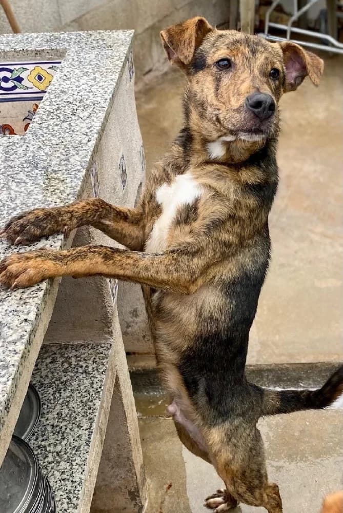 RONALDINHO 24268 photo 2