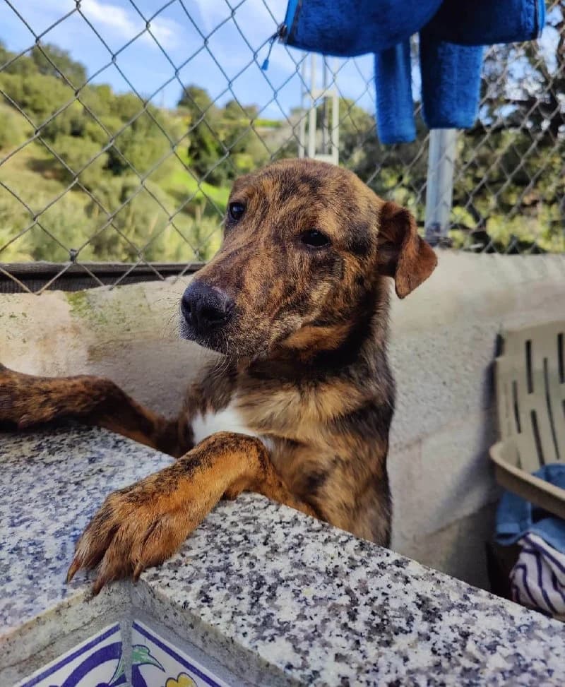 RONALDINHO 24268 photo 3