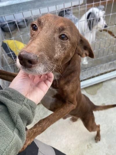 RIVALDO 24269 photo 3