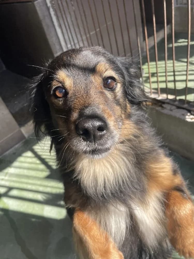 SUNSHINE 24302 photo 5