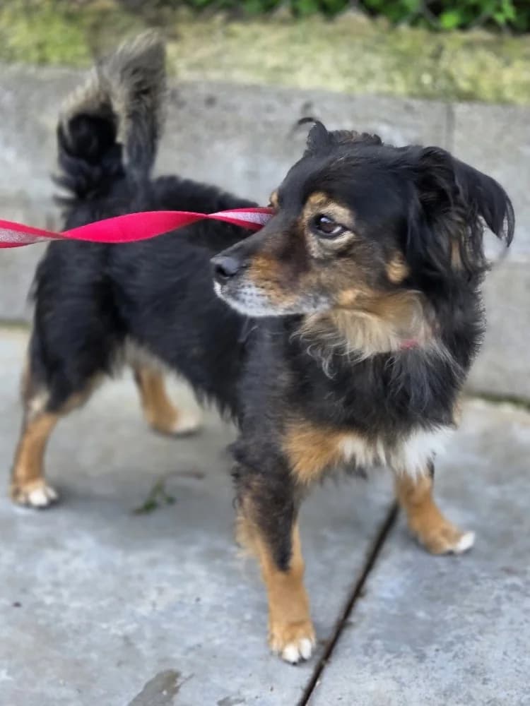 SUNSHINE 24302 photo 6