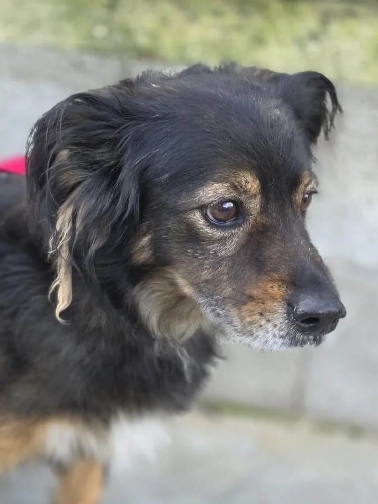 SUNSHINE 24302 photo 8