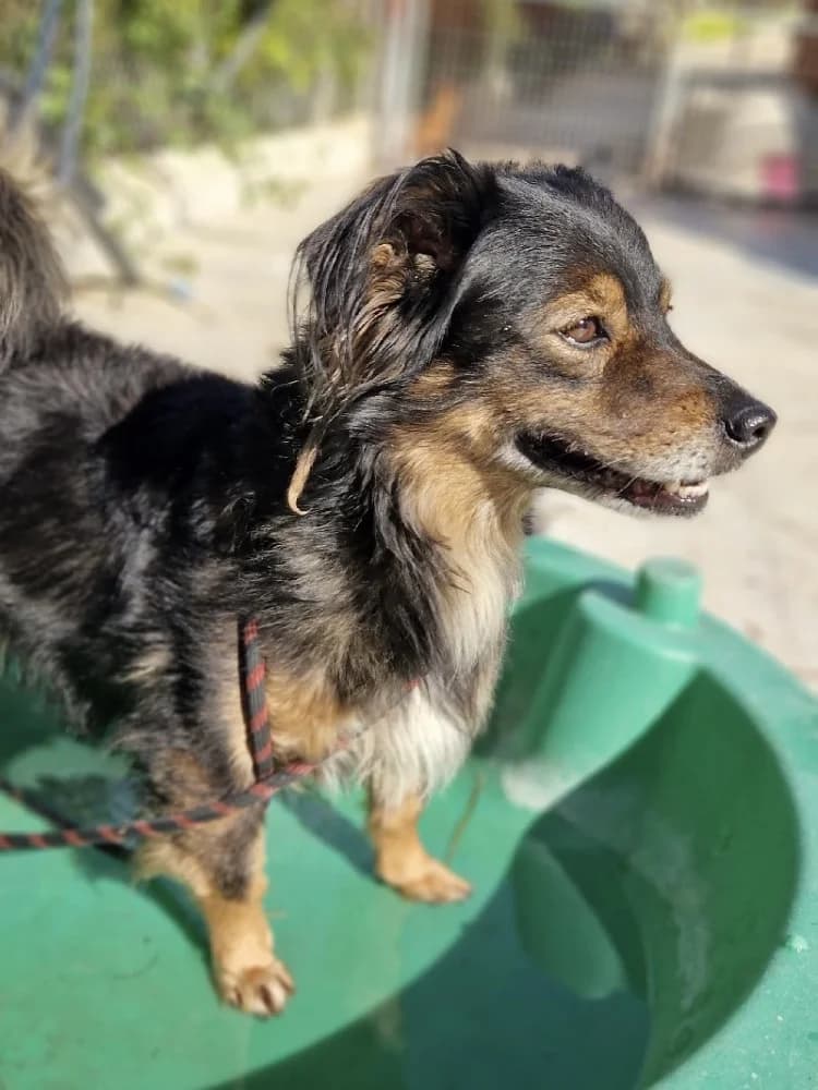 SUNSHINE 24302 photo 2