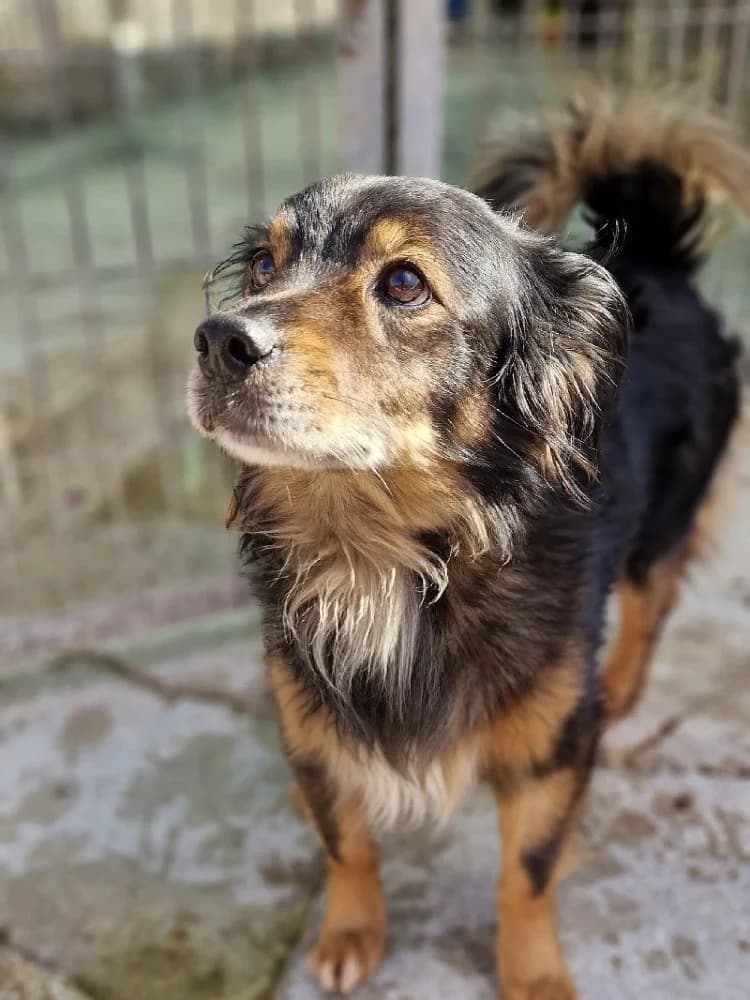 SUNSHINE 24302 photo 4