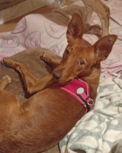 PANCHO 24316 photo 4