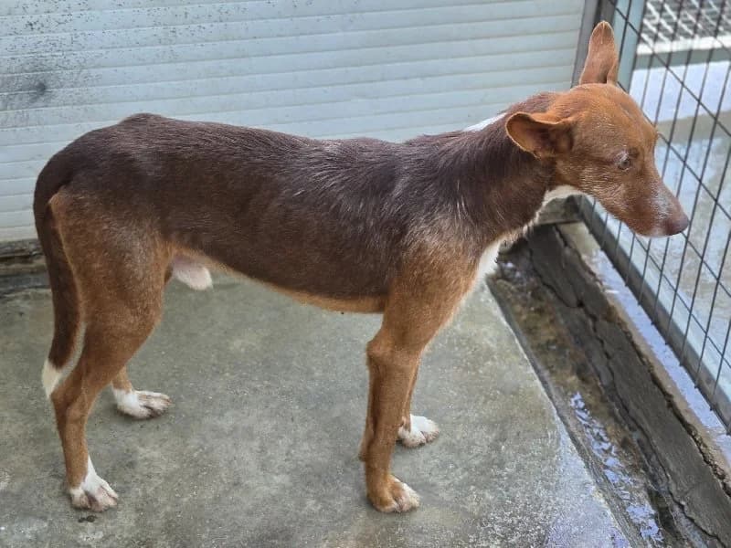 TURRON 24336 photo 5