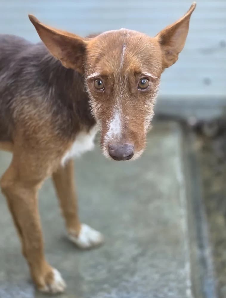 TURRON 24336 photo 6