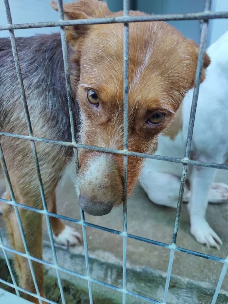 TURRON 24336 photo 2