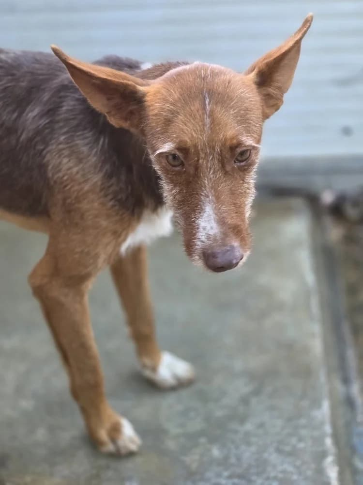 TURRON 24336 photo 3