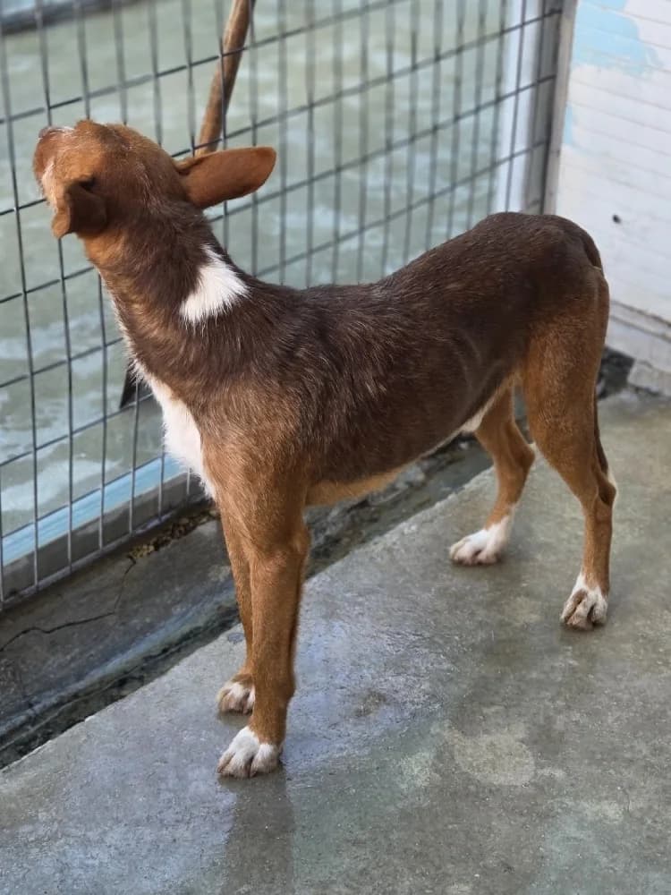 TURRON 24336 photo 4