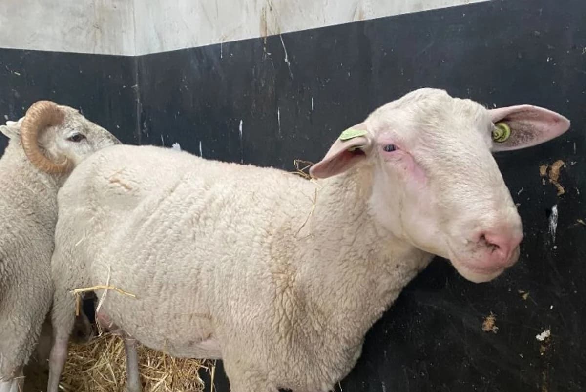 ASTON, male 5yo mixed breed for adoption at Help Animals, Brussels