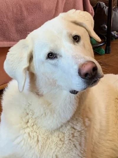 ZOE-ZOITA 24370 photo 5