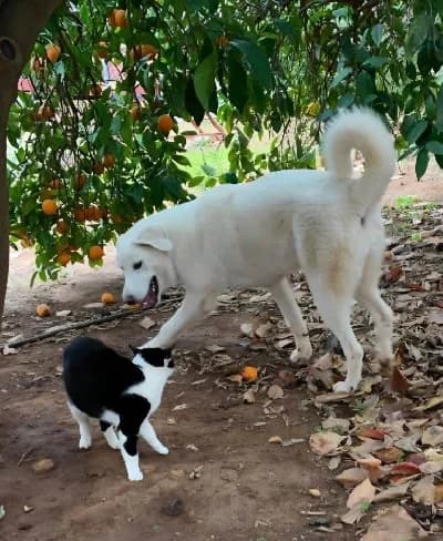 ZOE-ZOITA 24370 photo 4