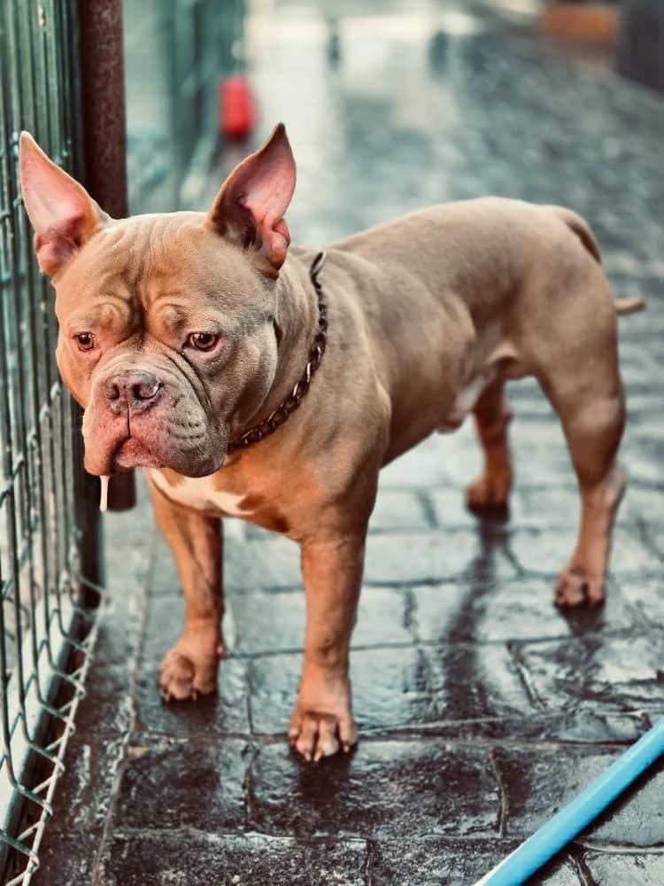 RAFAEL 24374 photo 4