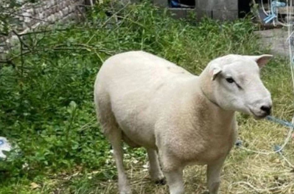 MOKTAR, male 4yo mixed breed for adoption at Help Animals, Brussels
