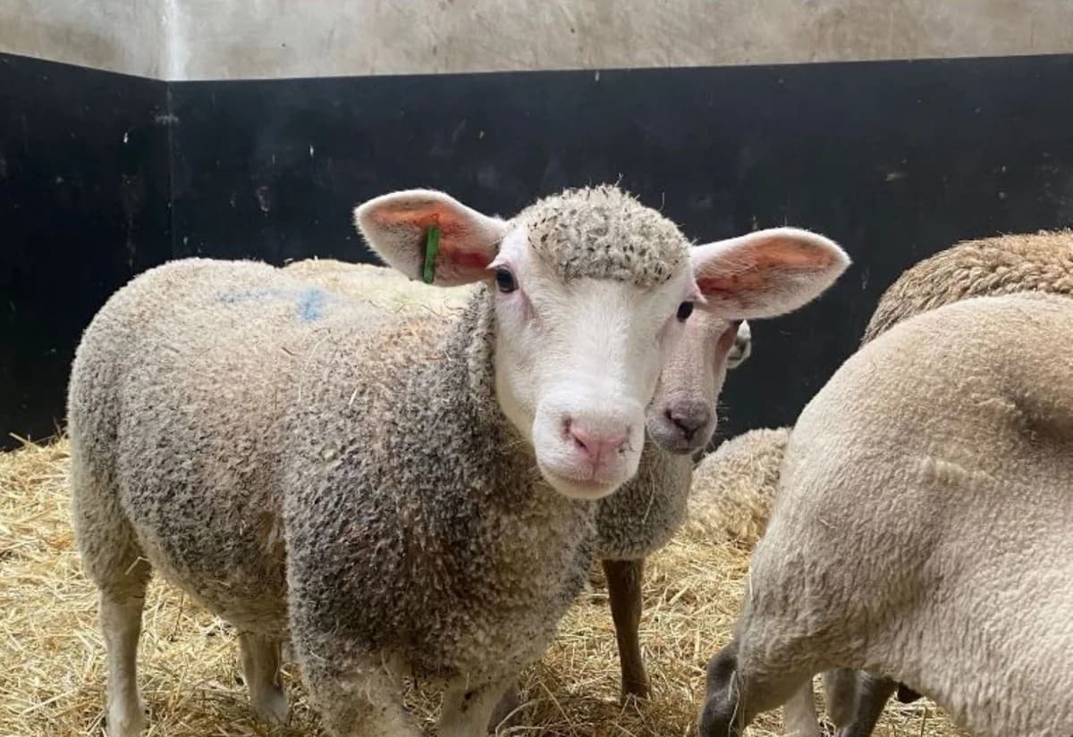 AFIDA, female 4yo mixed breed for adoption at Help Animals, Brussels
