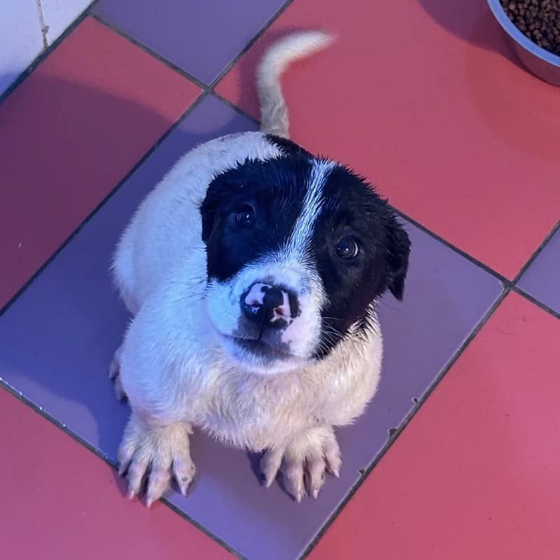 PALOTE 24392 photo 6