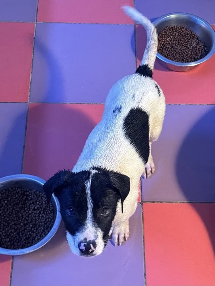 PALOTE 24392 photo 2