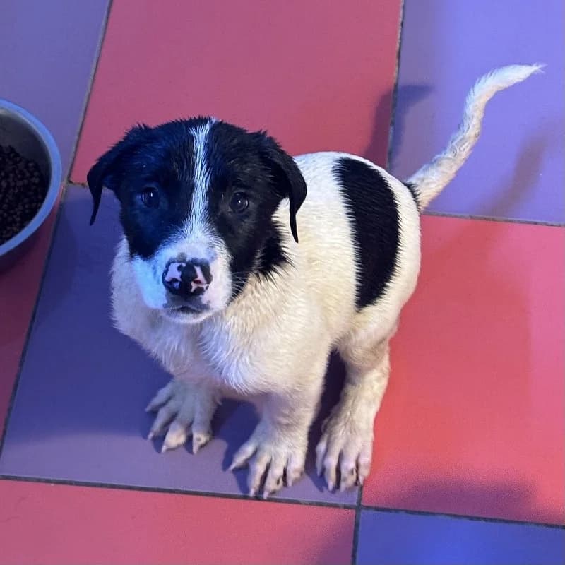 PALOTE 24392 photo 4