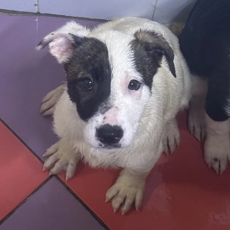 PIRATA 24393 photo 2