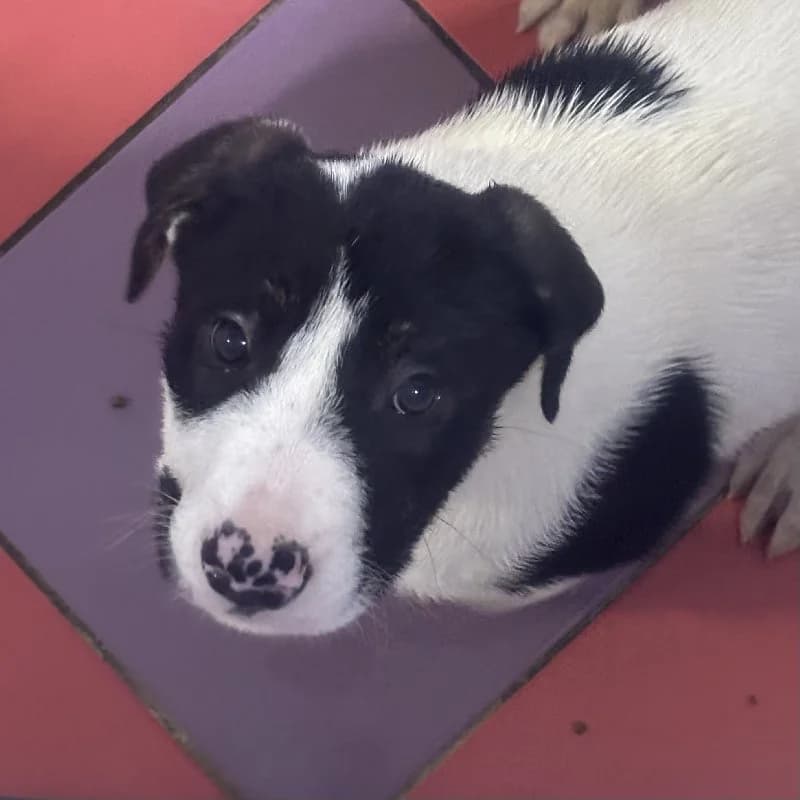 TARUGO 24394 photo 3