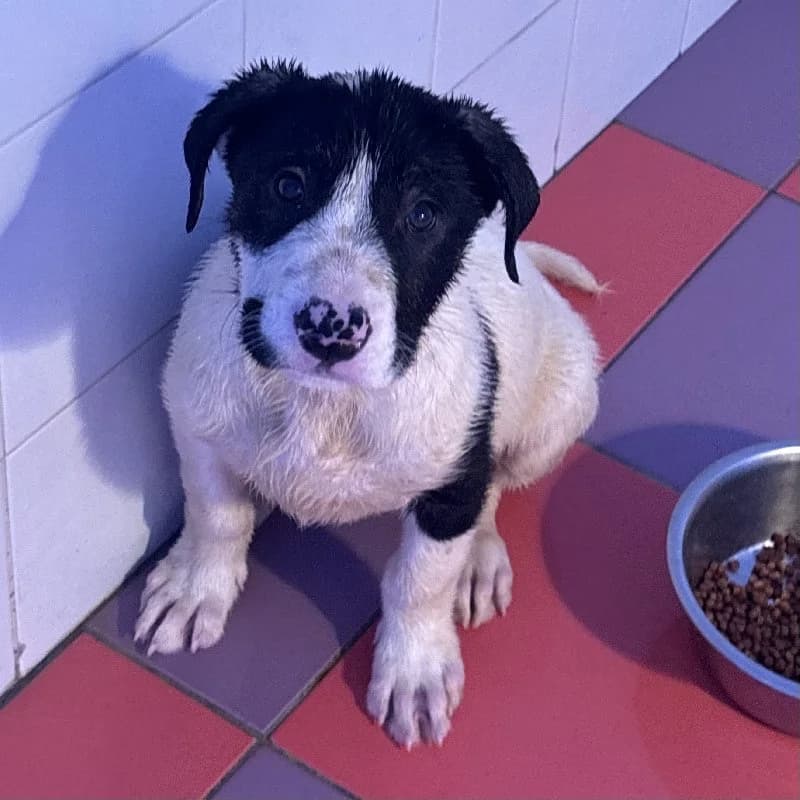 TARUGO 24394 photo 4