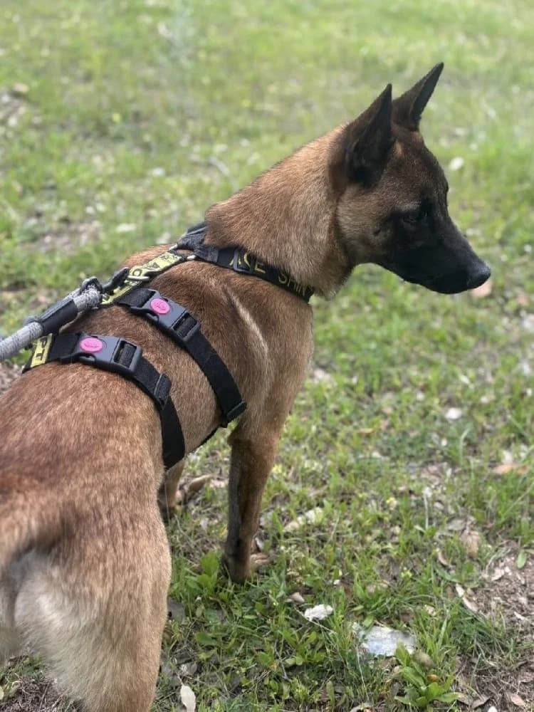 PEACHES 24396 photo 2