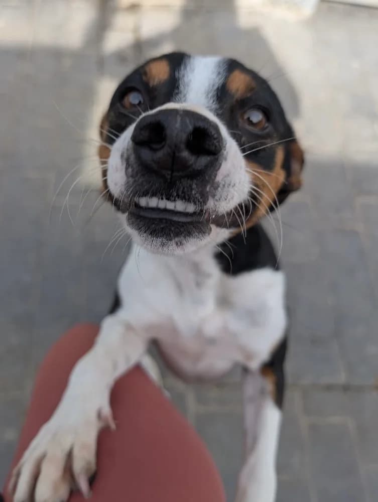 QUITAPENAS 24447 photo 5