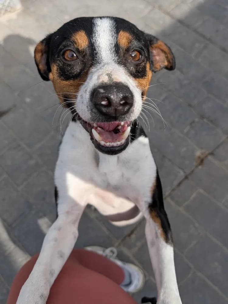 QUITAPENAS 24447 photo 3