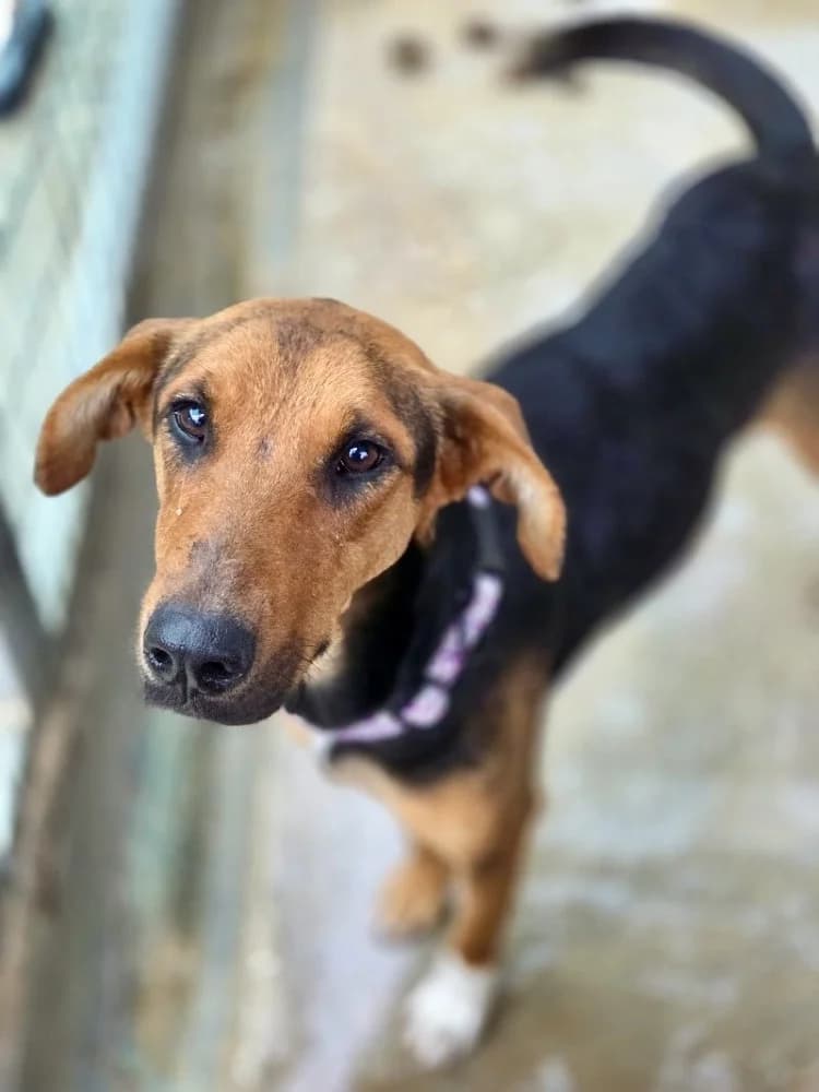 TWINKLE 24453 photo 3