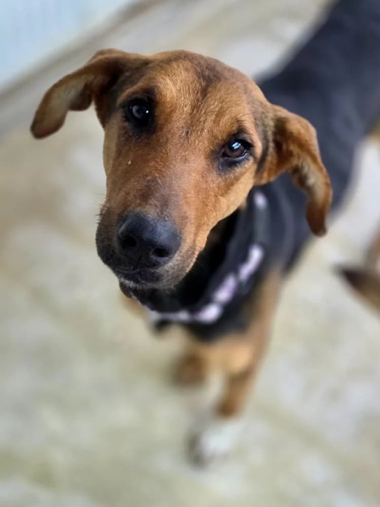 TWINKLE 24453 photo 4