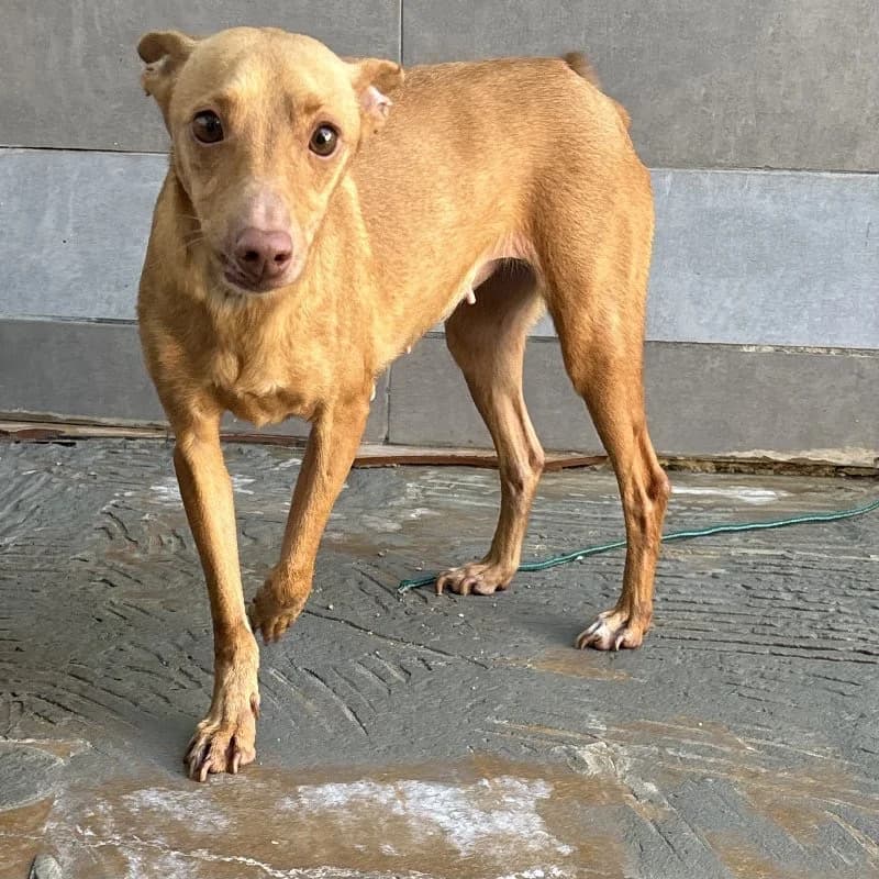 NUTALLITI 24480 photo 7