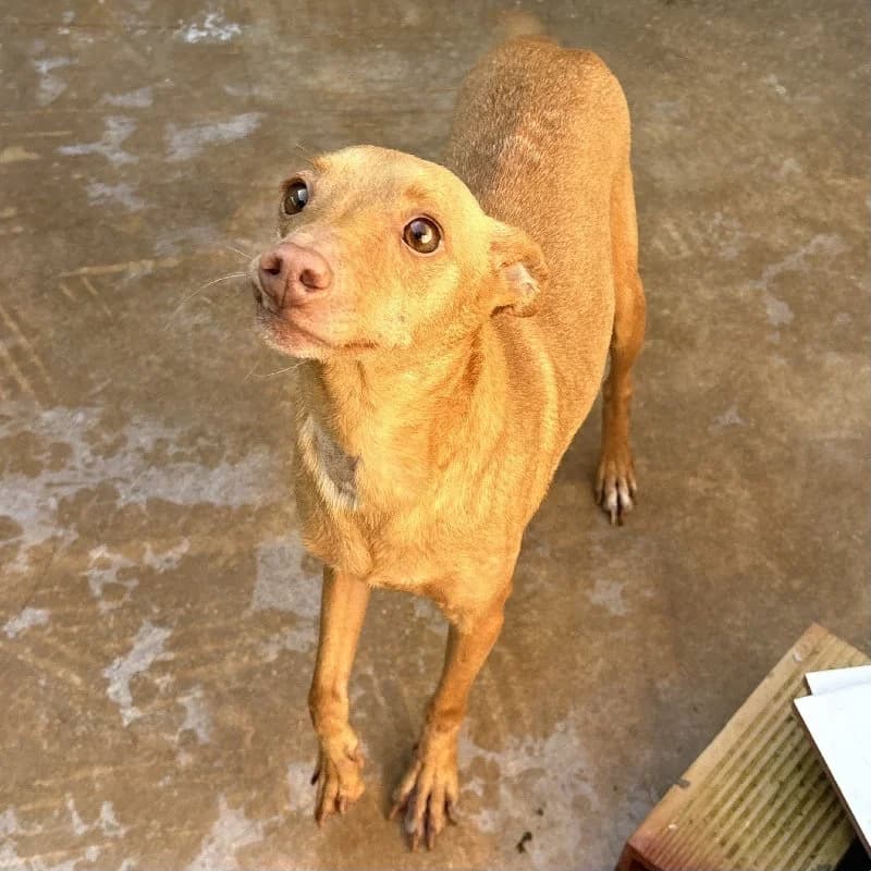 NUTALLITI 24480 photo 8