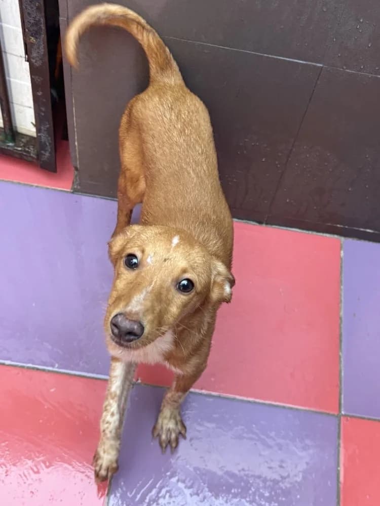 ZORTEA 24486 photo 2