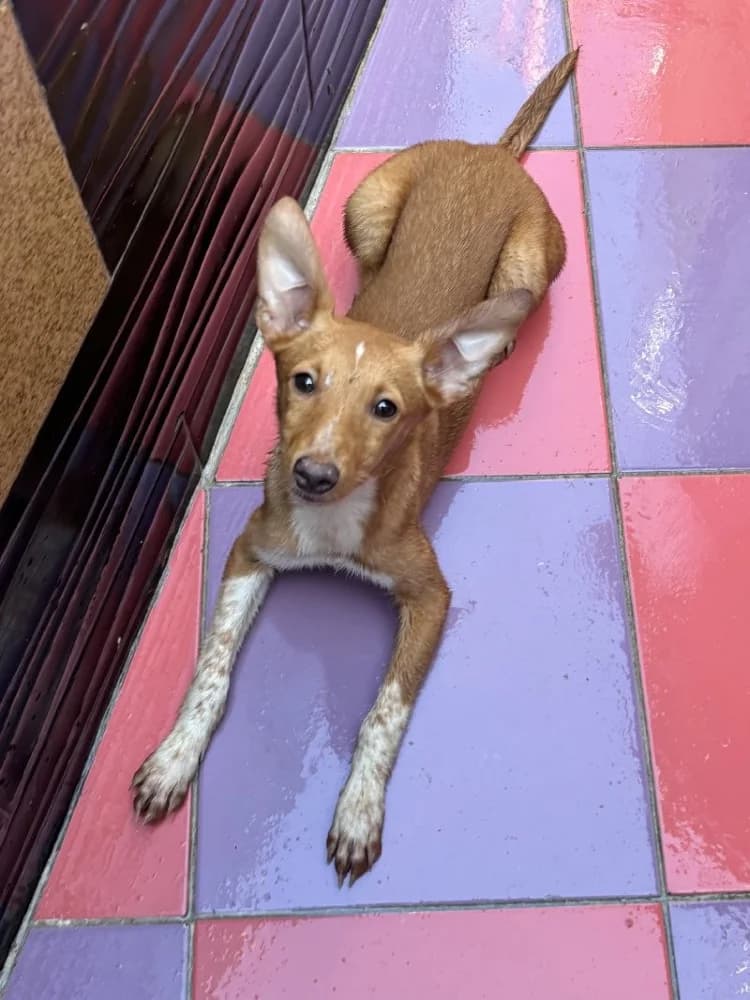 ZORTEA 24486 photo 3