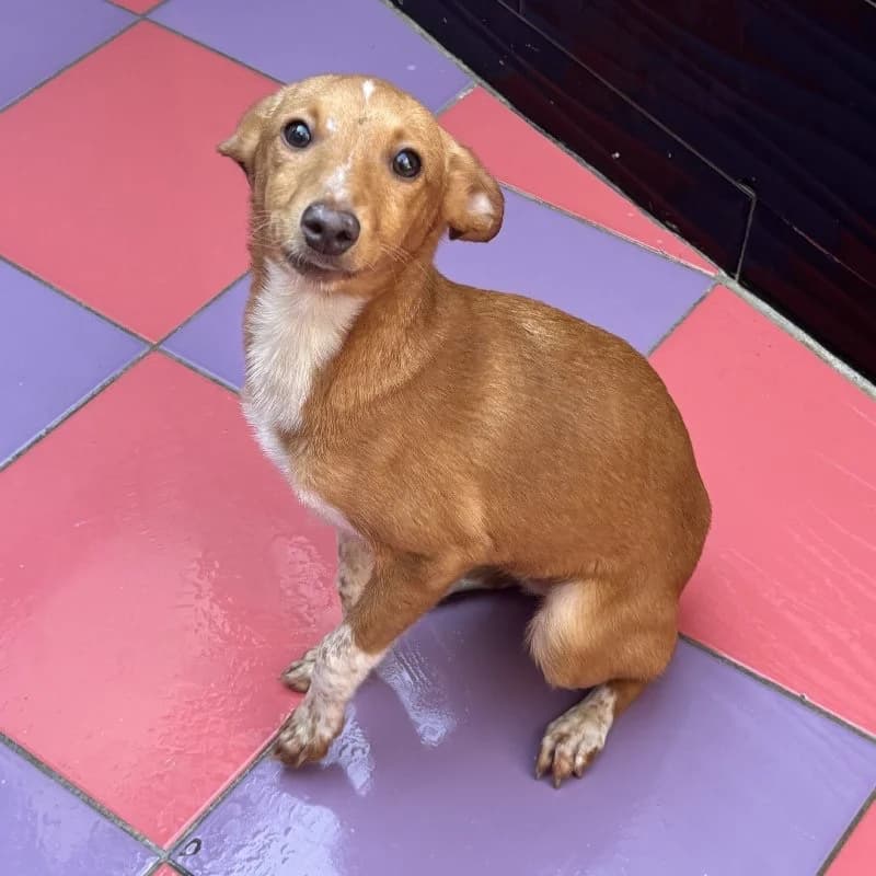 ZORTEA 24486 photo 4